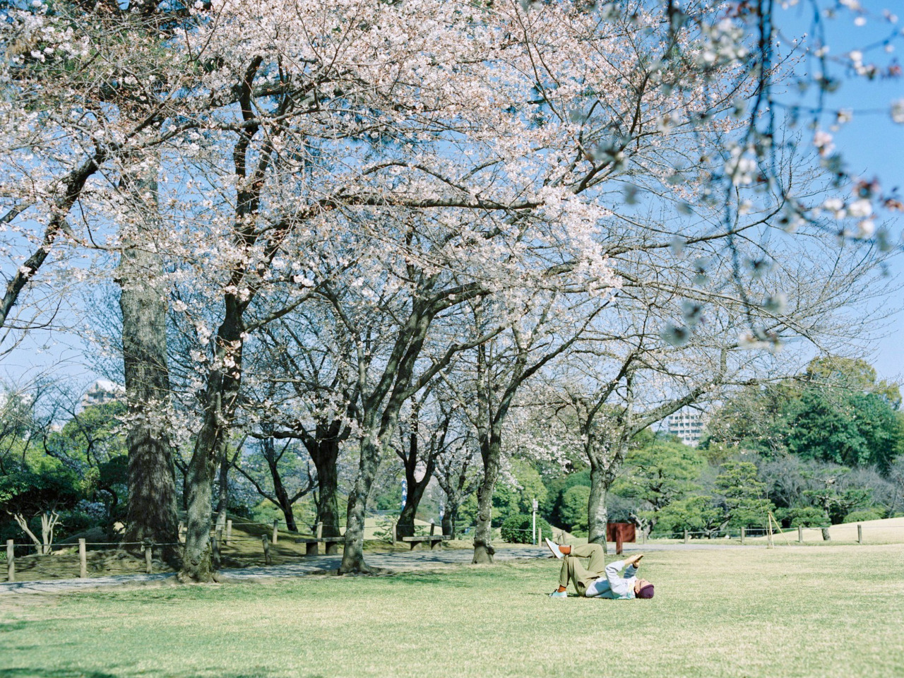 水前寺成趣園の桜