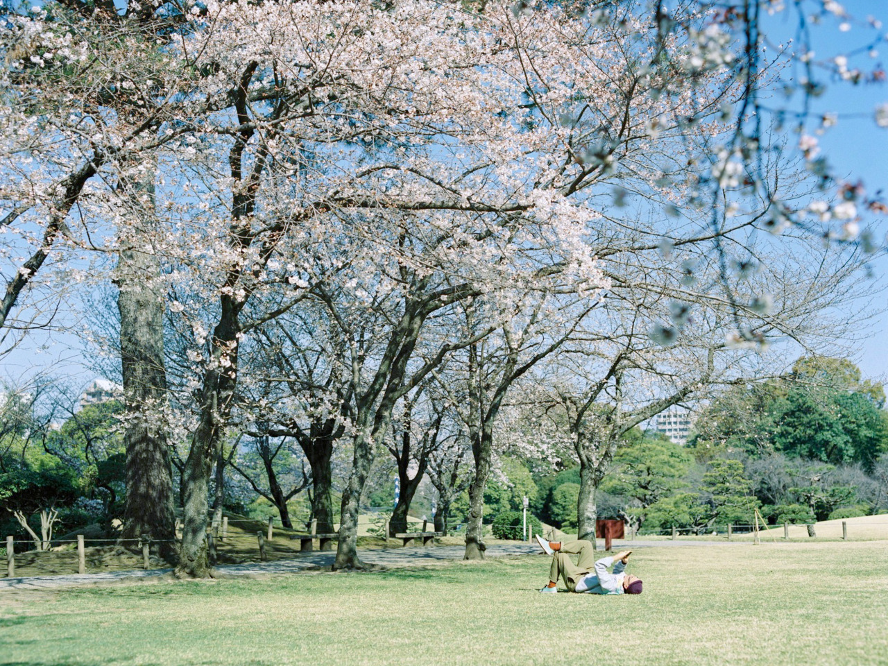 水前寺成趣園の桜